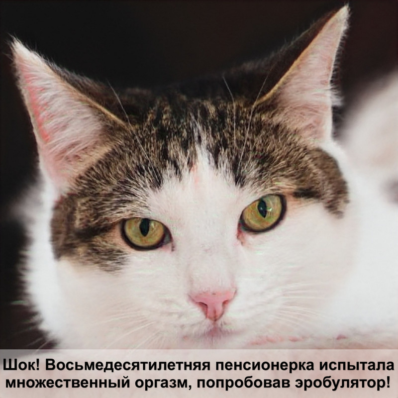 окрасы котов названия