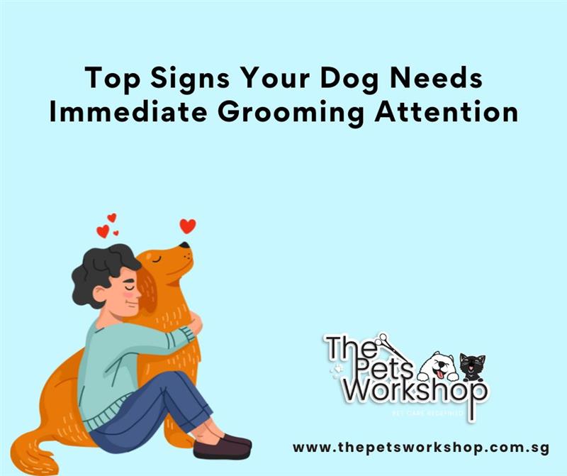 Top Signs Your Dog Needs Immediate Grooming Attention-The Pets Workshop