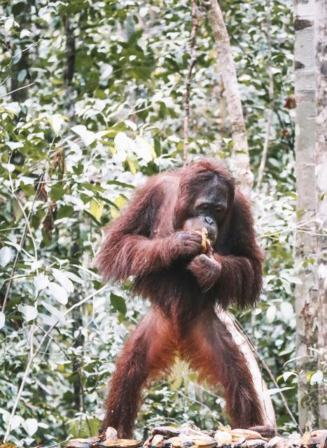 Borneo (P.N. Tanjung Puting) - Singapur e Indonesia 2018 (15)