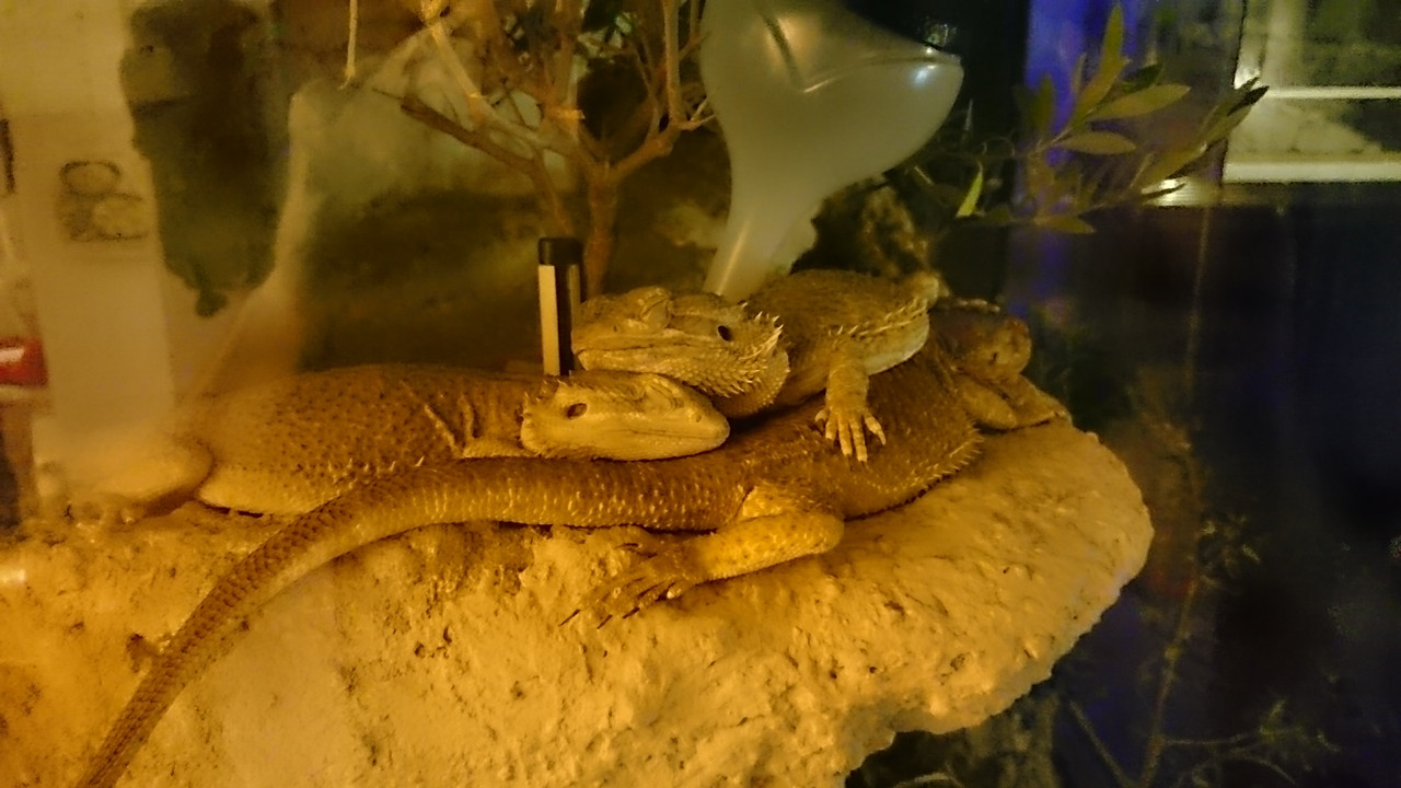 Agamen beim schlafen (4)