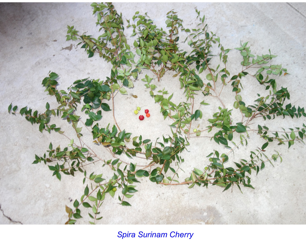 Spira-Surinam Scions (6-21-25)-pic2