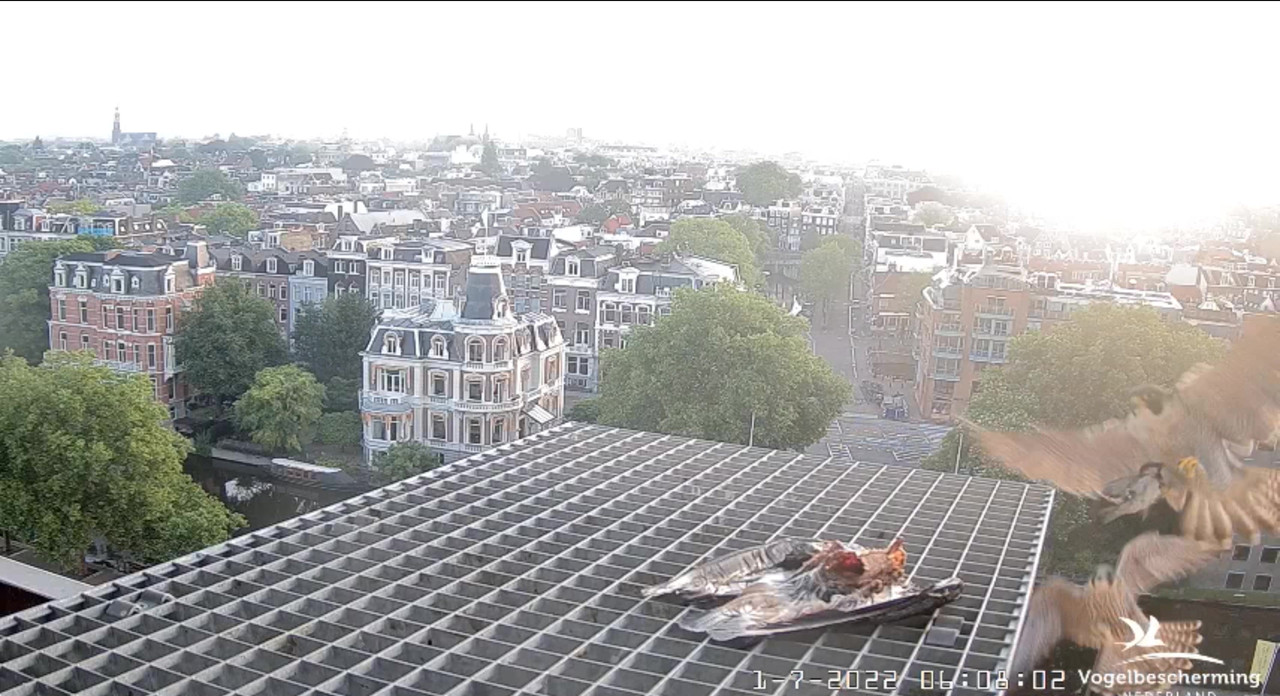 Amsterdam/Rijksmuseum screenshots © Beleef de Lente/Vogelbescherming Nederland - Pagina 35 Video-2022-07-01-062129-Moment