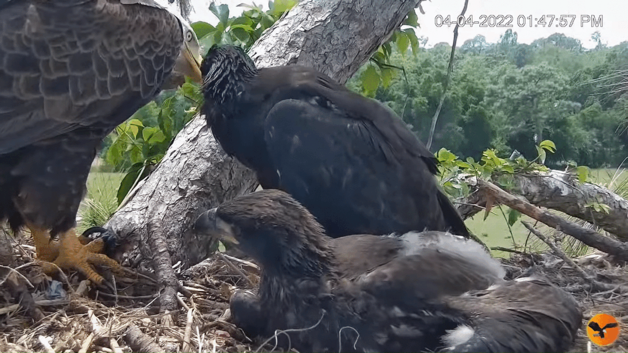 Webp.net-gifmaker (5)