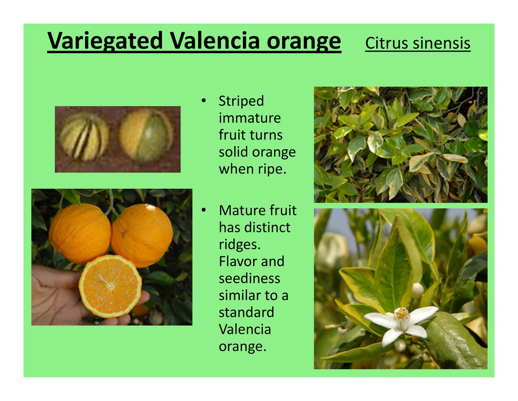 Page 1 - var. valencia