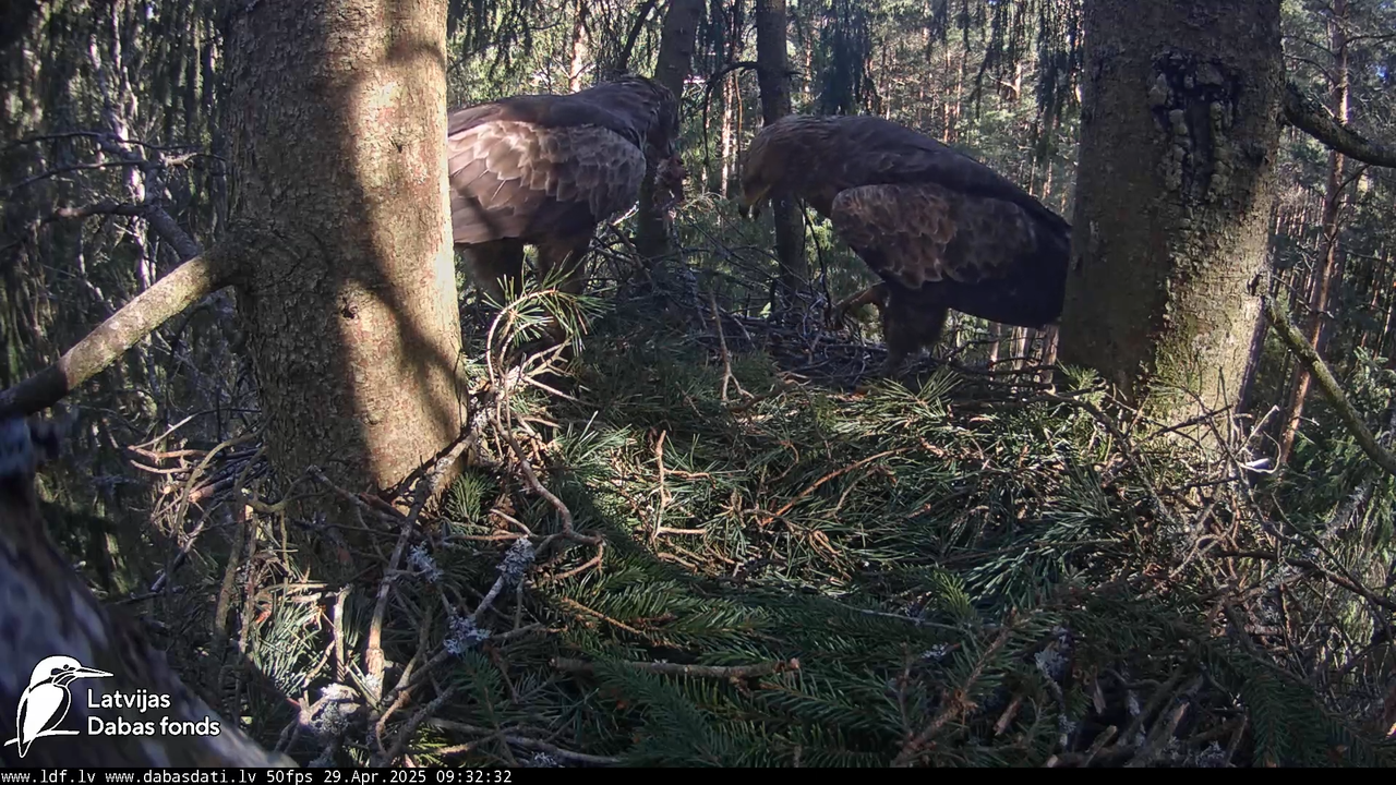 Mazais ērglis (Clanga pomarina), ligzda eglē __ Lesser spotted eagle in spruce, Zemgale, Latvia 8-21