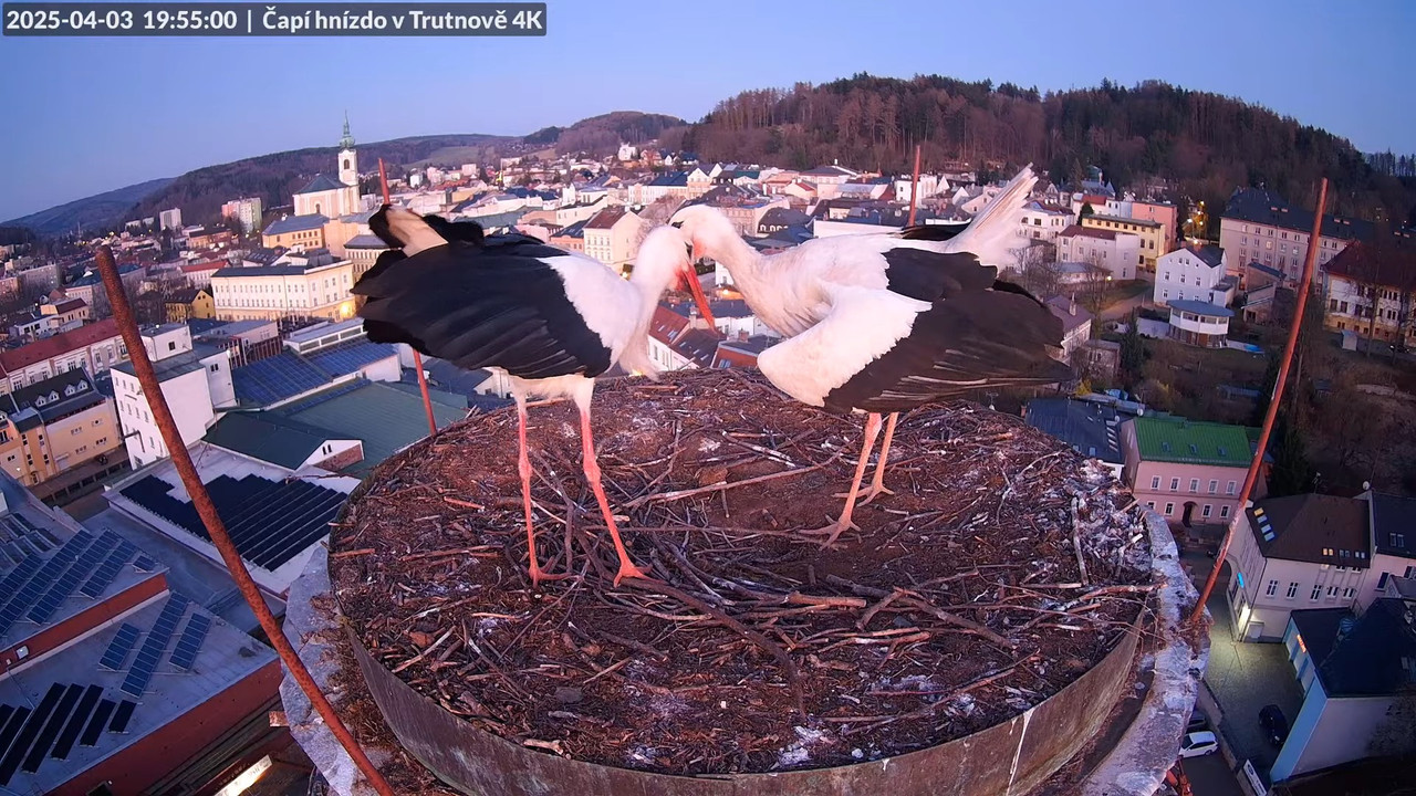 Tiešraidē no stārķa ligzdas uz alus darītavas skursteņa Trutnovā 17-58-15 screenshot