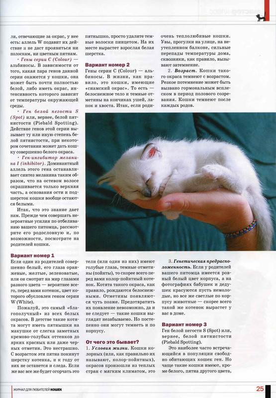 Друг кошек № 6 2010-26