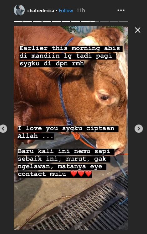 Sapi Chacha Frederica