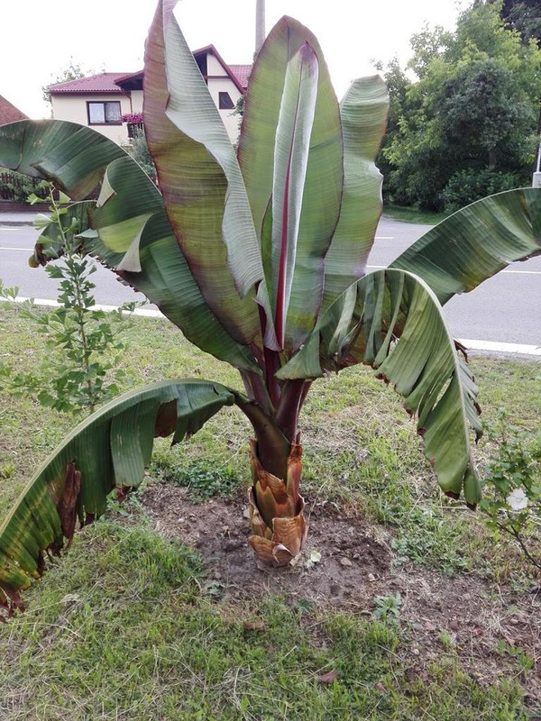 Ensete ventricosum (vč. maurellii) - Stránka 12 Ensete-v-zemi