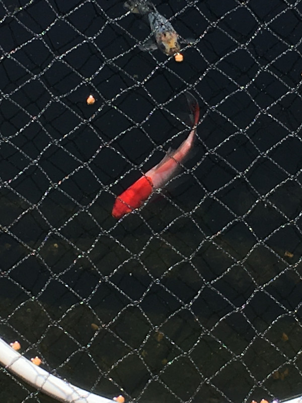 77E9C372-B428-4A5F-84BF-C6DFAF528330