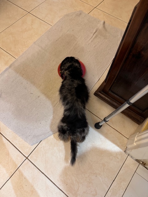 [Image: IMG-8838.jpg]