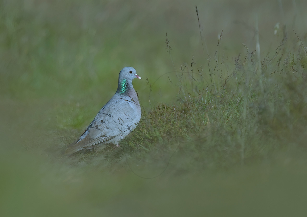 Holenduif, gefotografeerd liggend op de grond in de Groeve Oostermeent.