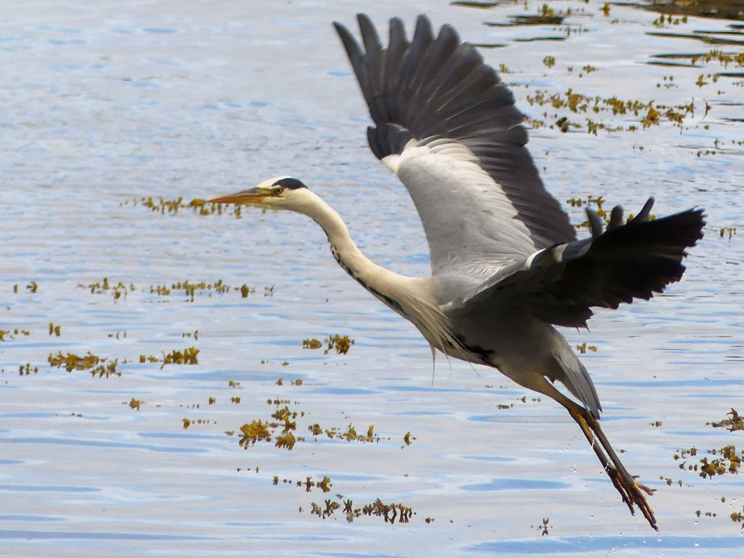 HERON 10 160723