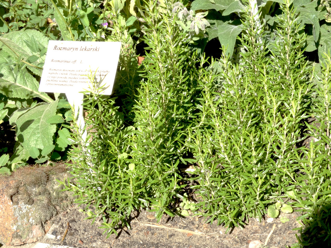 16.53 - DSC07564 (Czesio1)