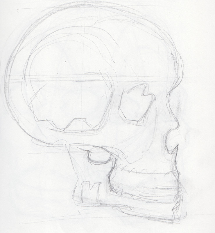 [Image: Skull-Profile-4.jpg]