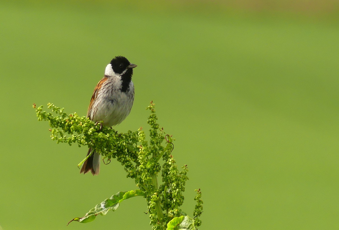 REED BUNTING 2 22624