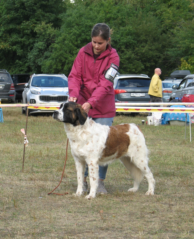 010 КОРВЕНТУС САРАБИ