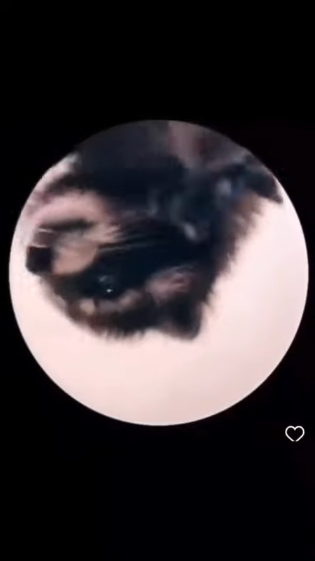 videoframe_3833
