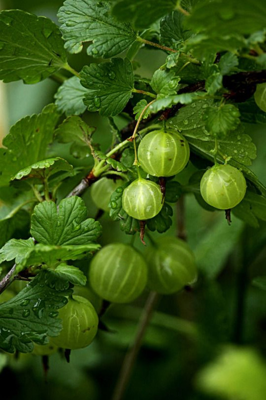 greengooseberries.jpg