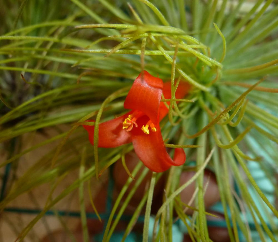 Très léger petit craquage... Mais alors tout petit ! - Page 2 Tillandsia-andreana002