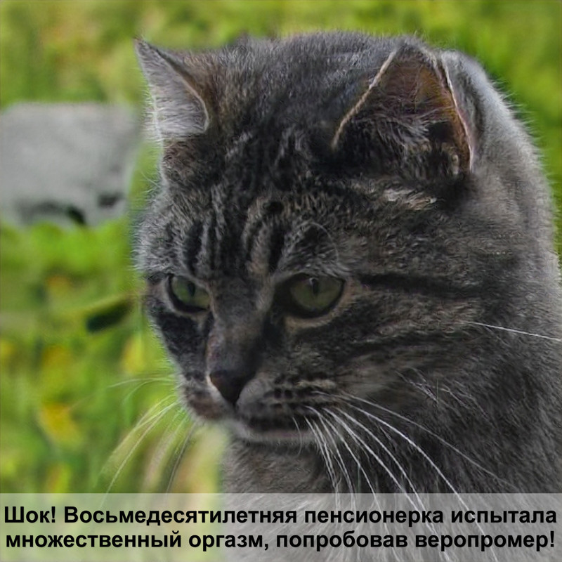 картинки кошек с надписью