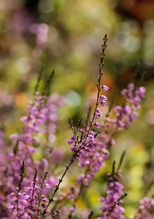 Image jardin