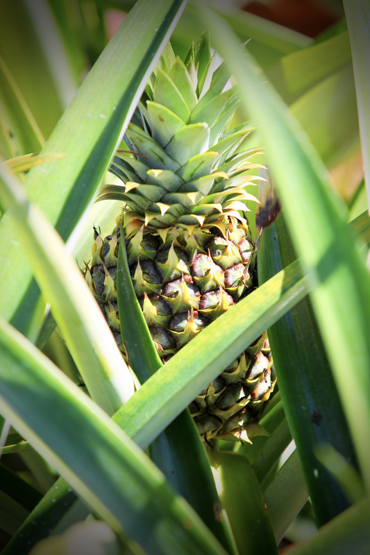 6356AA00-16EE-4424-9DB4-1924D9B9641C_1_201_a