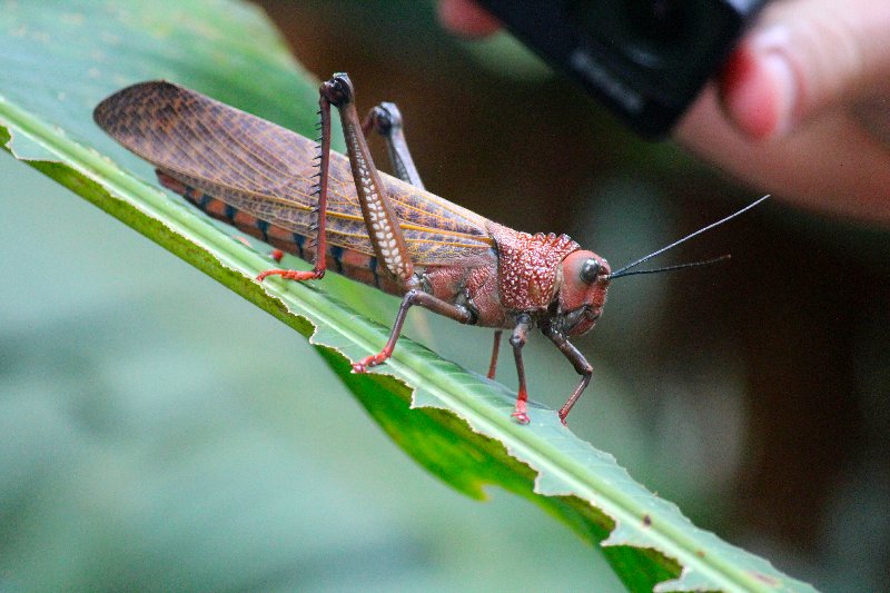 DE TORTUGAS Y PEREZOSOS. COSTA RICA 2019 - Blogs de Costa Rica - DIA 14: PARQUE DE MANUEL ANTONIO (12)