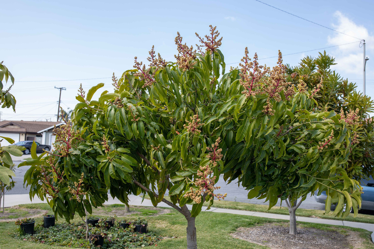 8U1A7724  Sweet Tart Mango Tree Top Half with Blooms (3-13-2021)