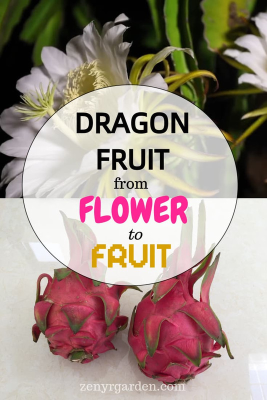 dragon-fruit-from-flower-to-fruit-pin.jpg