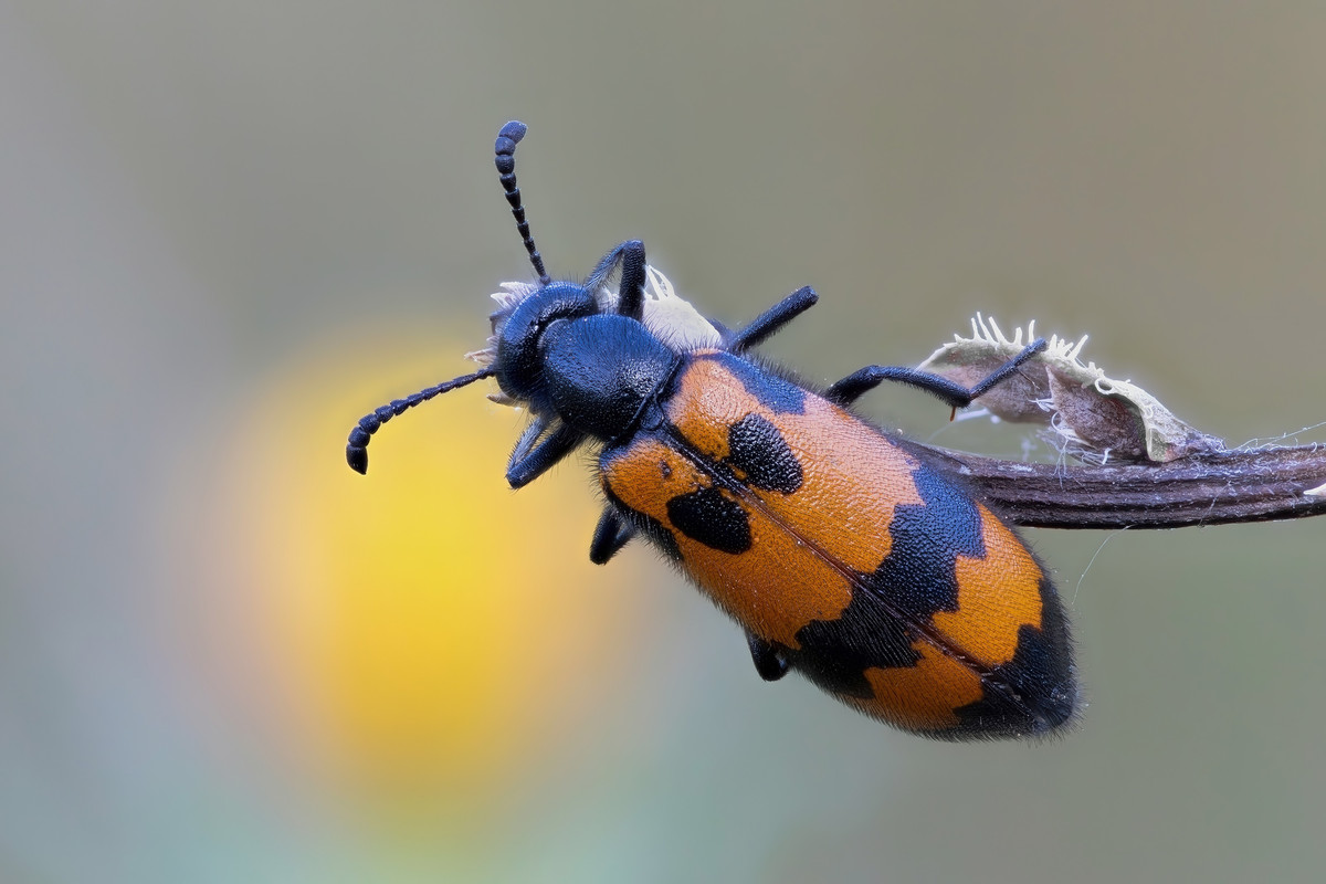 Mylabris variabilis (1)