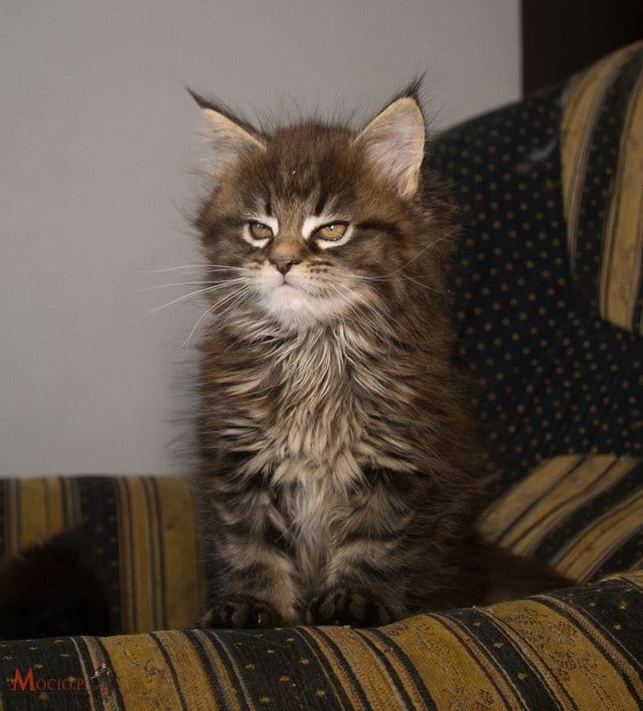 15027455_1270510353013583_82349691094974