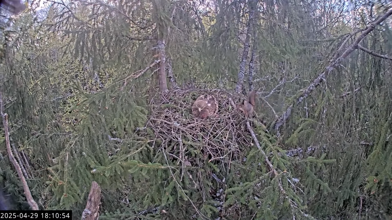 LVM mazais ērglis Lisiņa, egle2 – Lesser Spotted Eagle 13-30-14 screenshot (1)
