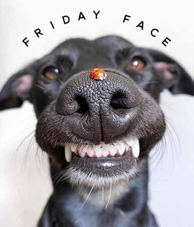 Friday-Face