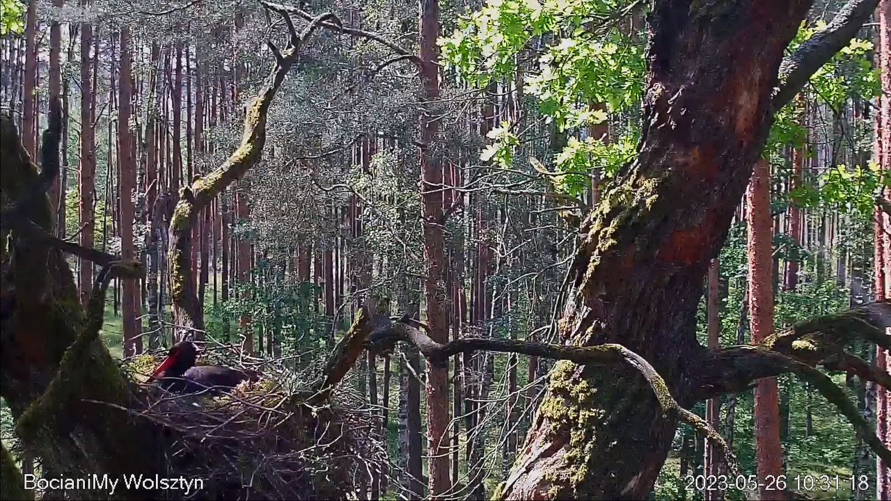 Zrzut ekranu (14164)