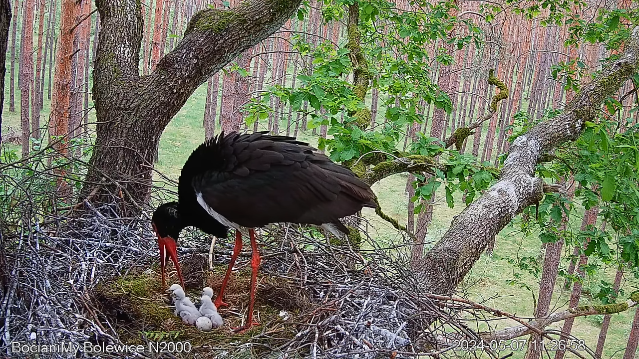 Melnais stārķis tiešsaistē Bolewice N2000 _ Melnais stārķis tiešsaistē Bolewice N2000 2-34-45 screen