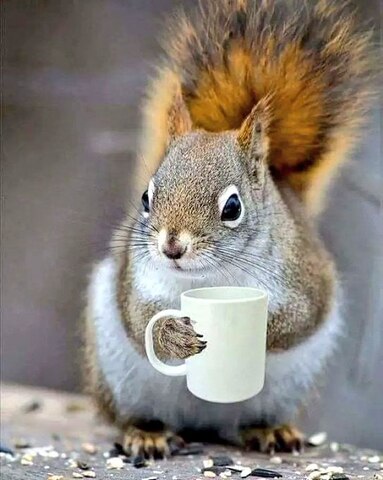 Coffee-Squirrel