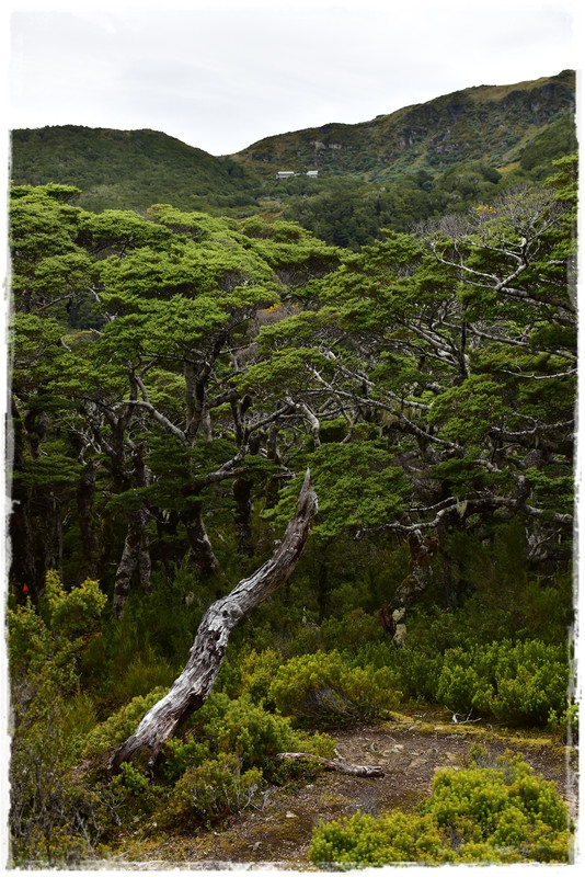 Escapadas y rutas por la Nueva Zelanda menos conocida - Blogs de Nueva Zelanda - Fiordland NP: Humpridge Track (febrero 2021) (22)