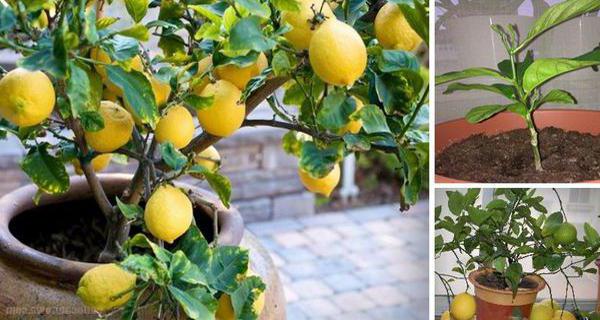 Лимон в домашних условиях секреты выращивания и ухода