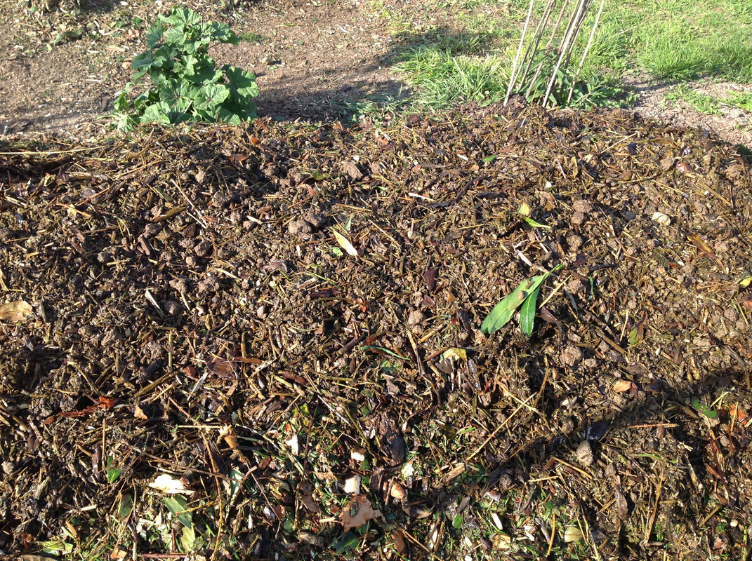 Kompostmiete Aus Drei mach Eins 3.Okt. 2015 (9)