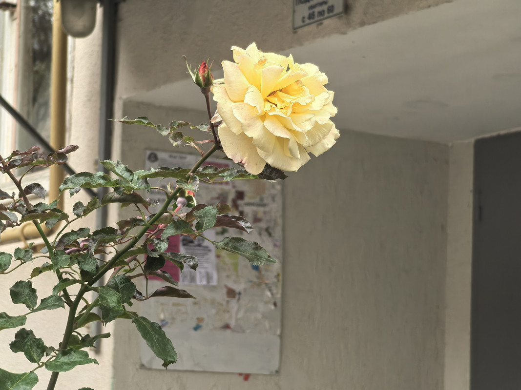 Ð Ð¾Ð·Ñ ÐµÑÐµ ÑÐ²ÐµÑÑÑ.