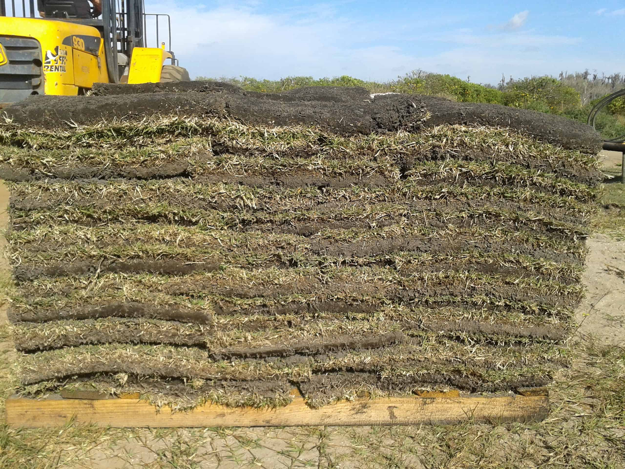 wholesale sod near me