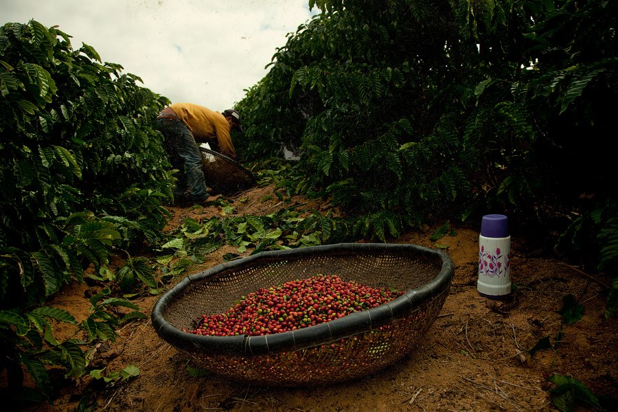Путешествие в Бразилию по следам кофейных плантаций