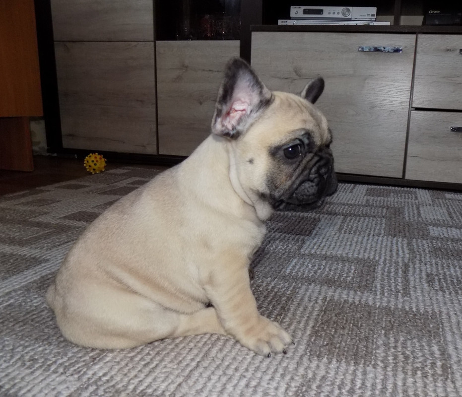 Французский бульдог 6 месяцев. Щенок французского бульдога 4 месяца. Щенок французского бульдога 5 месяцев. Щенок французского бульдога 5 мес. Щенок французского бульдога 1 месяц.