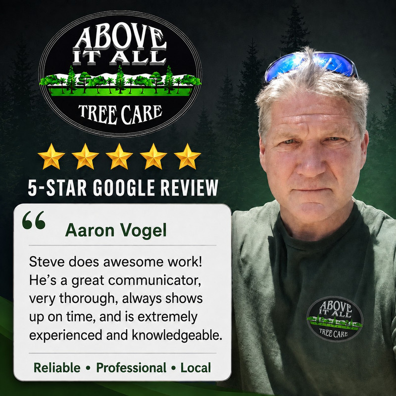 Above It All Tree Care