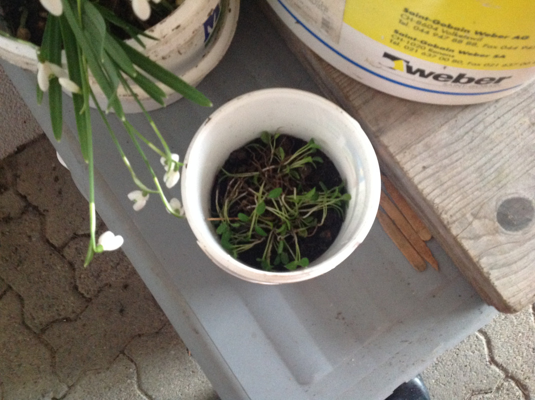 Helleborus & Schneeglöck- chen aus 1792 4.Feb.16