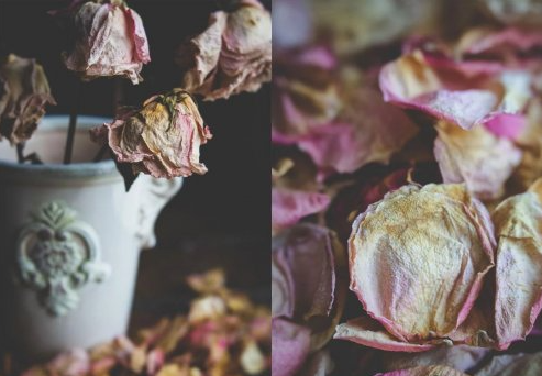 Skillshare - Still Life Photography: Creating A Dark & Moody Flower Setup