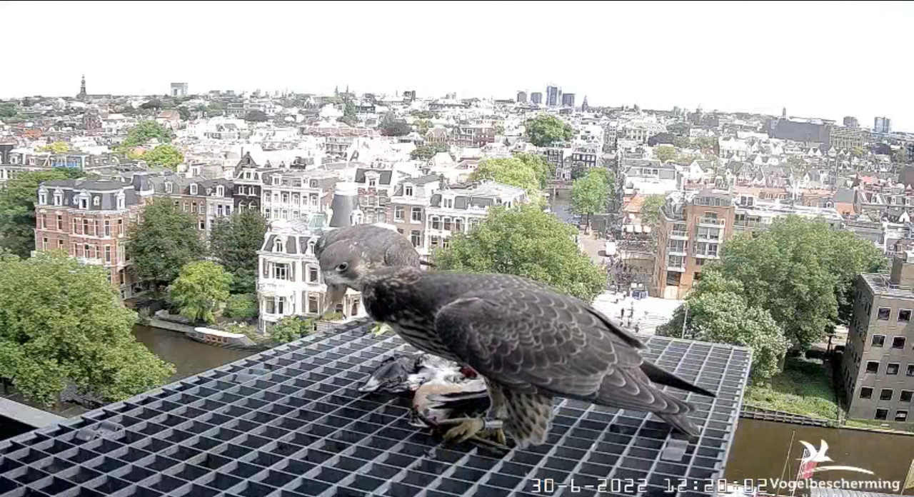 amsterdam - Amsterdam/Rijksmuseum screenshots © Beleef de Lente/Vogelbescherming Nederland - Pagina 35 Video-2022-06-30-123948-Moment-2