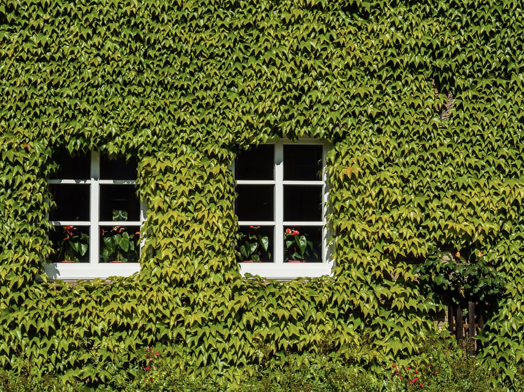 green-ivy-house.jpg