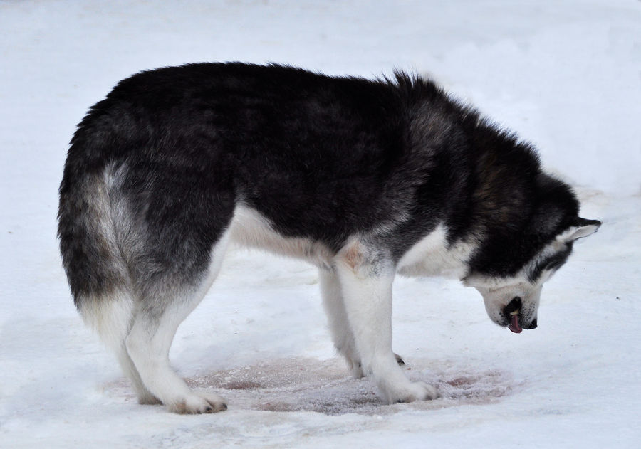 sled-dogs-huskies-4-by-windfuchs-d92rk3i-fullview-jpg-token-ey-J0e-XAi-Oi-JKV1-Qi-LCJhb-Gci-Oi-JIUz-I1-Ni-J9-e.jpg